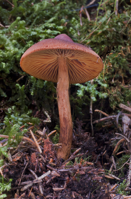 Cortinarius sommerfeltii